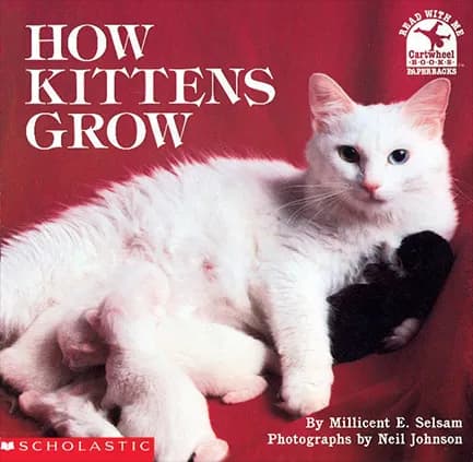 How Kittens Grow